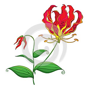 Vector outline Gloriosa superba or flame lily or glory lily, stem with tropical red flower, bud and leaf isolated on white.