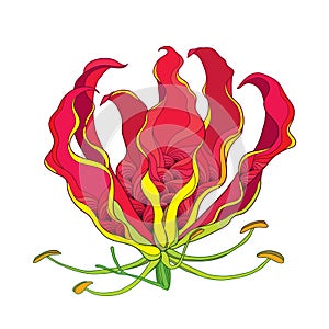 Vector outline Gloriosa superba or flame lily or glory lily, tropical flower head in red and yellow isolated on white background.