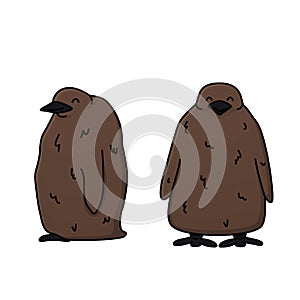 Vector outline illustration of king penguin brown chicks. Doodle cartoon single isolated kid fluffy animals on white background.