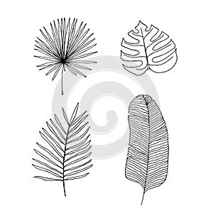 Vector outline illustration of tropical plants. Hand drawn set of different palm leaves