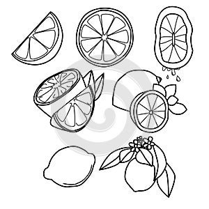 Vector outline lemon set, fruit icon for design