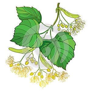 Vector outline Linden or Tilia or Basswood flower bunch, bract, fruit and ornate green leaf isolated on white background. photo