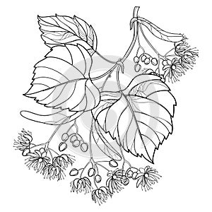 Vector outline Linden or Tilia or Basswood flower bunch, bract, fruit and ornate leaf in black isolated on white background.