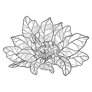 Vector outline Mandragora officinarum or Mediterranean mandrake leaf bunch with flower in black isolated on white background.