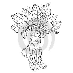 Vector outline Mandragora officinarum or Mediterranean mandrake leaf bunch, flower and root in black isolated on white background.