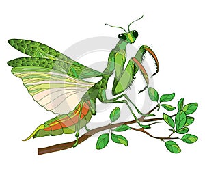 Vector outline Mantis religiosa or Praying Mantis in green sitting on the branch isolated on the white background.