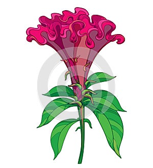 Vector outline red Celosia crisrtata or Cockscomb flower and ornate green leaves isolated on white background.