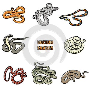 Vector outline set of snakes.