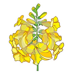 Vector outline Tecoma stans or yellow Trumpet flower bunch and bud in yellow isolated on white background. Ornate contour Tecoma.