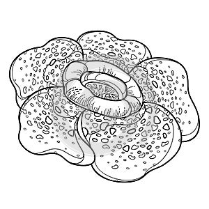 Vector outline tropical parasitic Rafflesia arnoldii or corpse lily flower in black isolated on white background.