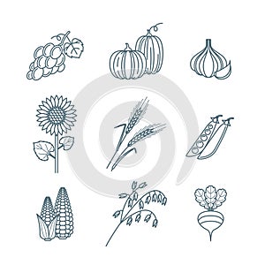 Vector outline vegetables and cereal grains icons set. Autumn harvest line art illustration.