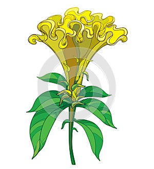 Vector outline yellow Celosia crisrtata or Cockscomb flower and ornate green leaves isolated on white background.