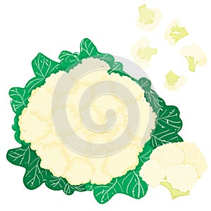 Vector painterly coliflower editable, scalable illustration. photo