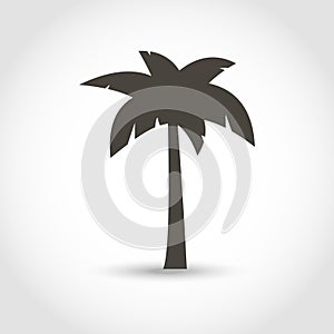 Vector palm tree black silhouette isolated on a white background