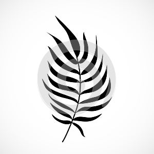 Vector Palm Tree Leaf Silhouette Isolated on White Background. Black exotic tropical plant part. Coconut palm branch