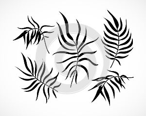 Vector Palm Tree Leaves Silhouette Set Isolated on White Background. Black exotic tropical plant part collection. Hand