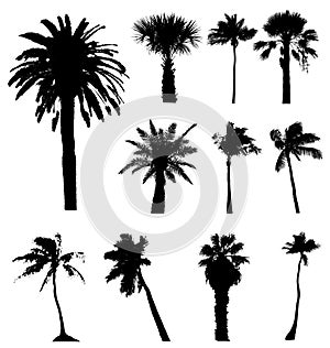 Vector palm trees silhouettes isolated on white background, palms tree palmtree palmtrees silhouette vectors tropical urban leaves photo