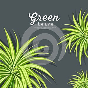 Vector pandanus tree green leaves