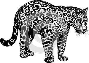 Vector panther jaguar wild cats illustration