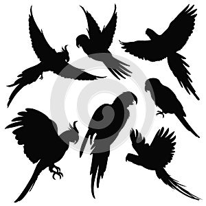 Vector parrots, amazon jungle birds silhouettes isolated on white