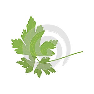 Vector parsley illustration isolated in cartoon style. Herbs and Species Series.