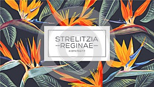 Vector pattern background with place for your text Strelitzia Reginae, tropical flowers and leaves. photo