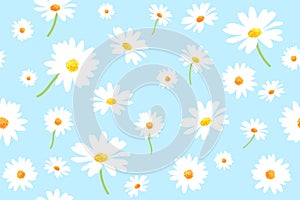 Vector pattern illusration white daisy flowers on a blue background. EPS10.