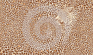 Vector pattern leopard background