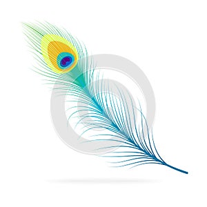 Vector peacock feather.