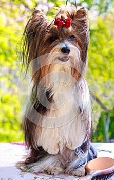 Vector pedigreed dog Biewer Yorkshire terrier