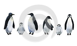 Vector penguins. Collection of adults penguins with cute baby penguins. Watercolor hand drawn illustration isolated on