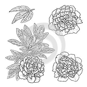 Vector peonies.