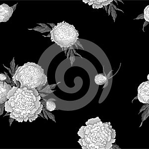 Vector peonies. Seamless pattern of monochrome white flowers. Bouquets of flowers on a black background. Template for floral