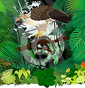 Vector philippine Eagle with monkey in jungle rainforest