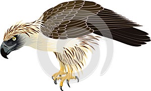 Vector philippine Eagle - Pithecophaga jefferyil