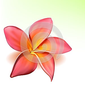 Vector photo-realistic plumeria flower