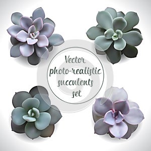 Vector-photo-realistic-succulents-set