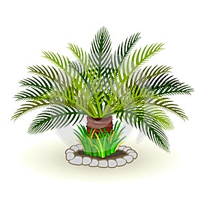 Vector picture of dypsis lutescens palm tree grass rocks