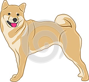 A vector picture or illustration of a shiba-inu dog breed, also known as an inu, standing and smiling.