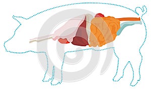 Vector pig anatomy. digestive system.