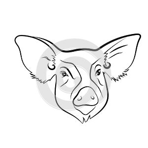 Vector pig head drawn by lines. Piglet as symbol of Chinese zodiac sign