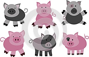 Vector pigs and boars photo