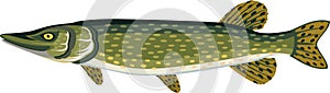 Vector Pike fish illustration on white