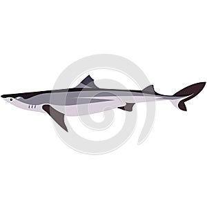 Vector piked dogfish shark illustration isolated on white