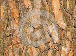 Vector Pine bark