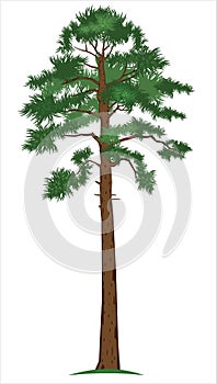 Vector Pine-tree photo