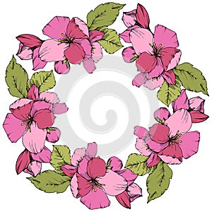 Vector Pink Apple blossom floral botanical flower. Engraved ink art. Frame border ornament square on white background.