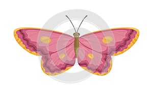 Vector pink butterfly isolated on white. Cartoon flat insect illustration.