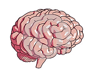 Vector Pink Human Brain, Cartoon Style, Half Turn View