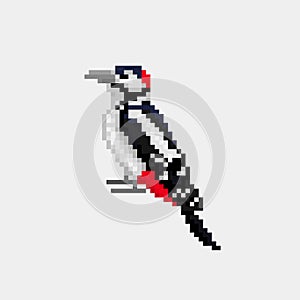 Vector pixel art bird Woodpecker isolated 8 bit